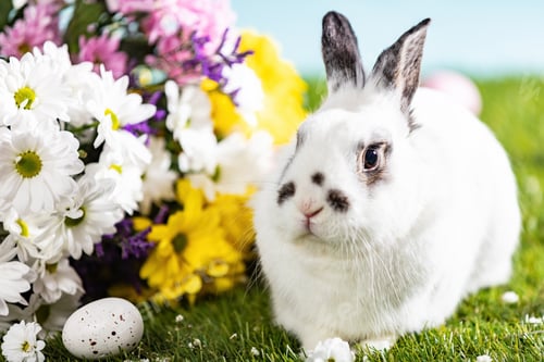 Preview: Easter bunny and painted eggs on grass