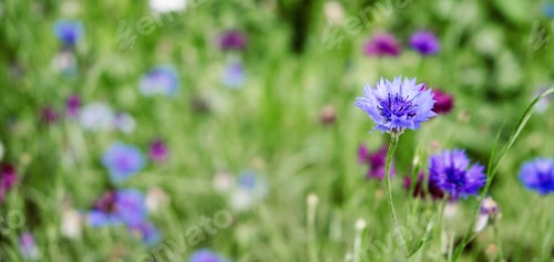 Preview: Summer Cornflower Centaurea Cyanus Blue flower web banner. Blooming colorful cornflowers. Glade of