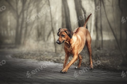 Preview: Rhodesian Ridgeback dog outdoor portrait