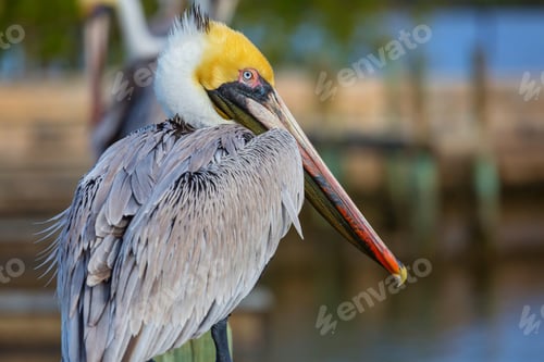 Preview: Pelican