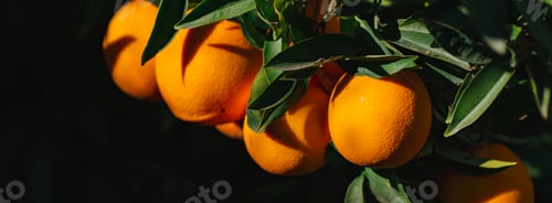 Preview: Abundance of ripe oranges hanging on a lush, green tree