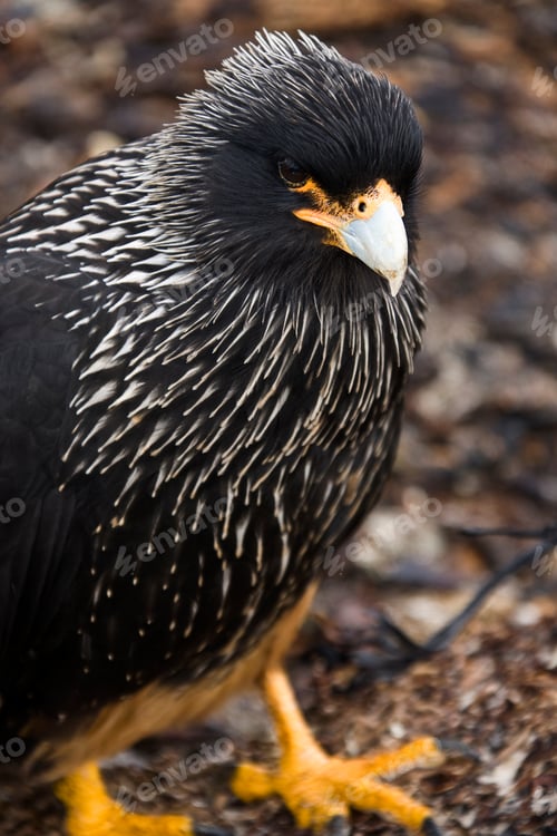 Preview: Striated Caracara (Phalcoboenus astralis) - Falkland Islands. Conservation Status - Threatened