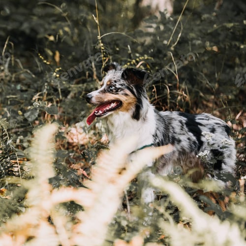 Preview: A Australian Shepherd dog in a forest