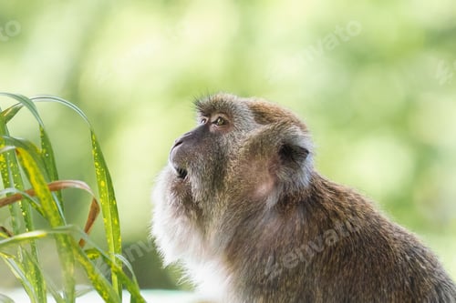 Preview: Crab eating Macaque (Macaca fascicularis)