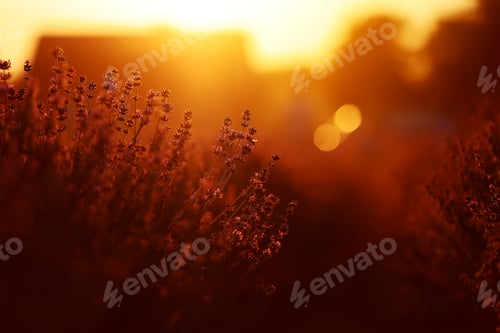 Preview: close up of bushes lavender blooming scented fields on sunset. lavender purple aromatic flowers