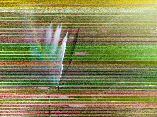Preview: Aerial drone photo of tulip fields in The Netherlands during Spring season