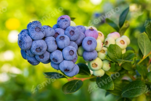 Preview: Blueberry farm with bunch of ripe fruits on tree during harvest season in Izmir, Turkey.