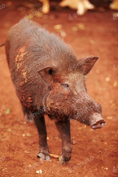 Preview: Wild Thai boar