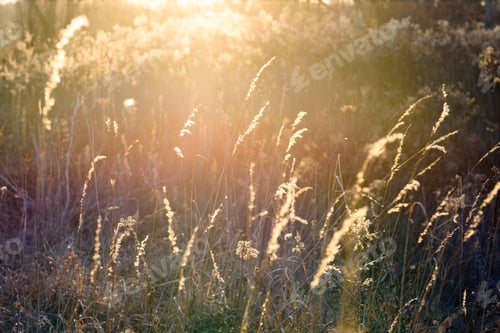 Preview: Tall grass at golden hour