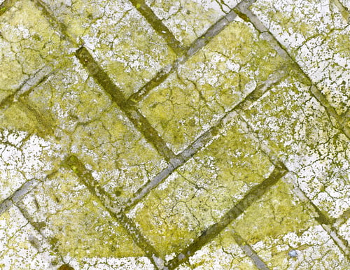 Preview: Dirty stamped concrete floor with green moss stains.
