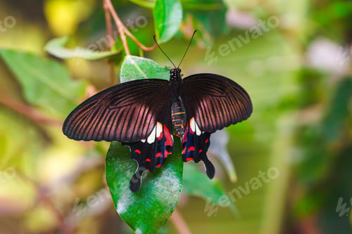 Preview: Papilio Polytes, Common Mormon, Swallowtail Butterfly, Papilionidae Family Sitting On Green Leaf