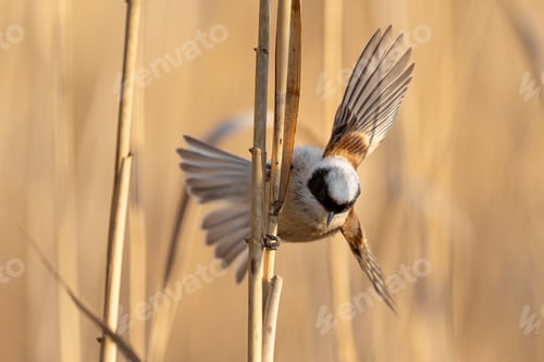 Preview: Eurasian Penduline Tit Bird