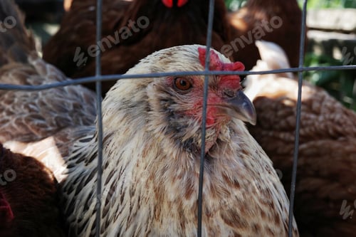 Preview: Close up of a chicken in a fenced area with other chicken close by
