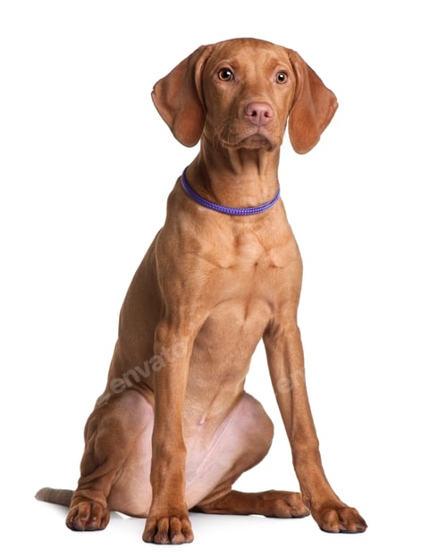 Preview: Vizsla dog puppy, 4 months old, sitting in front of white background