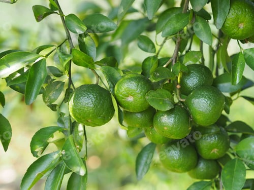 Preview: Orange fruit on the tree blurred of nature background, plant