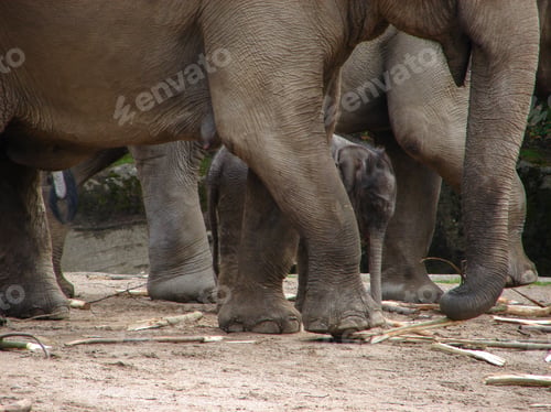 Preview: Elephants, a large adult and two small calves, walking together in an outdoor wildlife habitat