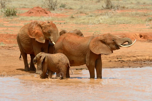 Preview: Elephant on savannah in Africa