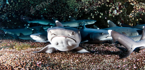 Preview: Blacktip reef ocean shark (Triaenodon obesus) mammal swimming in tropical underwaters