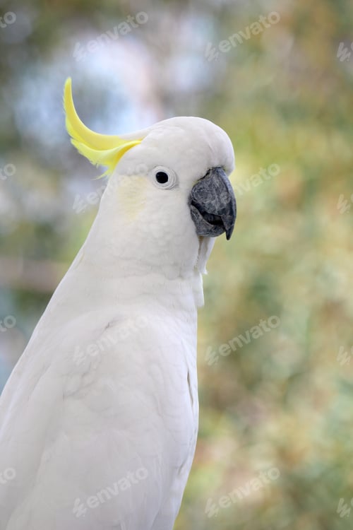 Preview: The white cockatoo is an Australian parrot species belonging to the Cacatuidae family