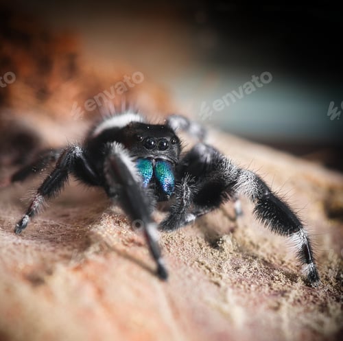 Preview: Jumping Spider Portrait with Bright Turquoise Chelicerae