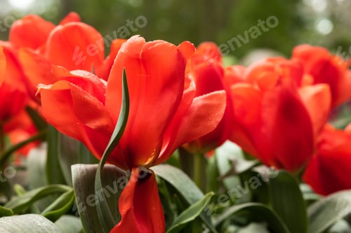 Preview: Several red bright sunny tulips with green leaves close-up