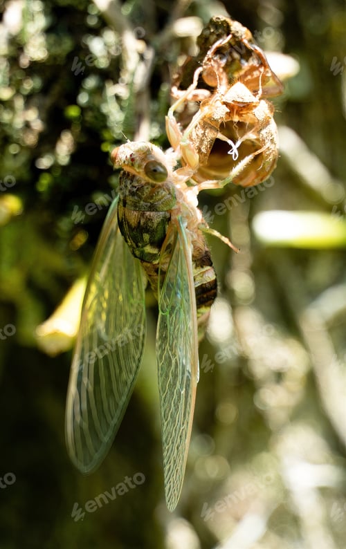 Preview: cicada coming out of exoskeleton