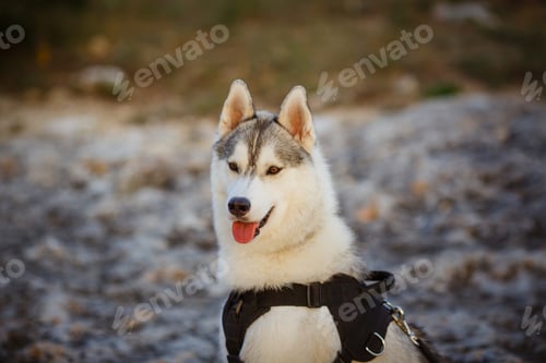 Preview: portrait of siberian husky at sunset time on mountaines