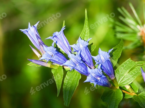 Preview: Willow Gentian flowers in mountains .