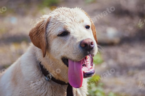Preview: Labrador dog golden retriever