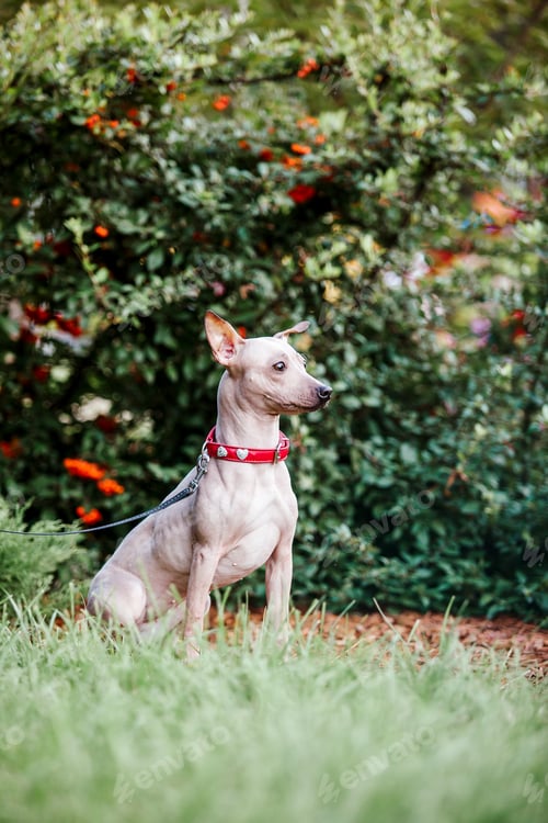 Preview: American Hairless Terrier dog for a walk in the park