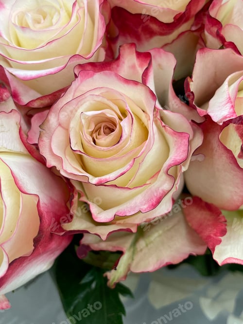 Preview: Roses