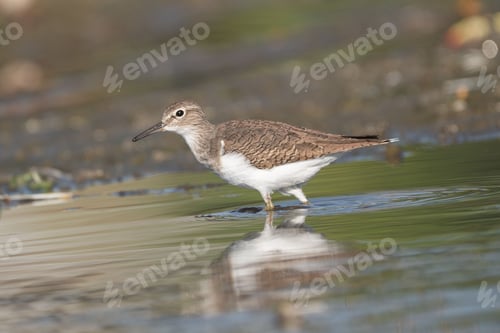 Preview: Solitary sandpiper wading in water reflection.