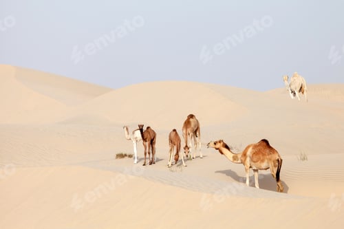 Preview: Middle Eastern camels in the desert in United Arab Emirates, beauty in nature