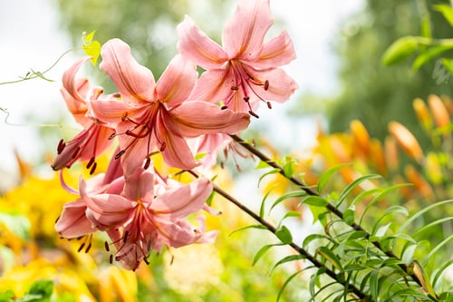 Preview: Vibrant pink lilies blooming in garden.