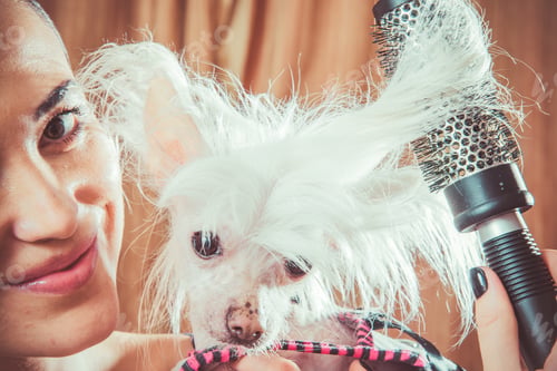 Preview: Girl Combing Dog Breed Chinese Crested