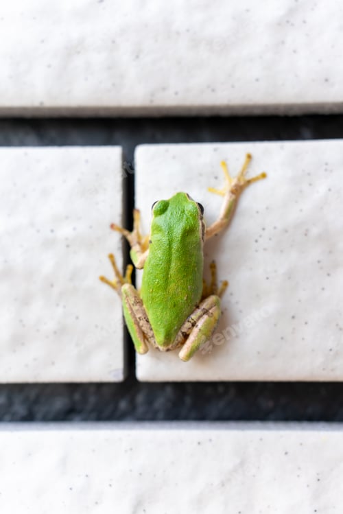 Preview: Close up of Japanese tree frog