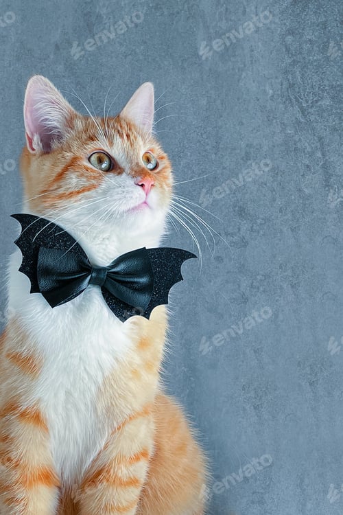 Preview: Cute ginger cat with pink nose, green eyes, white shirtfront and black butterfly tie shaped as a bat