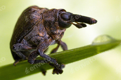 Preview: Small insects macro details texture kenya east africa
