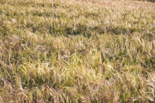 Preview: Detail of a spring sowing of cabada, a monocotyledonous plant of the Poaceae family