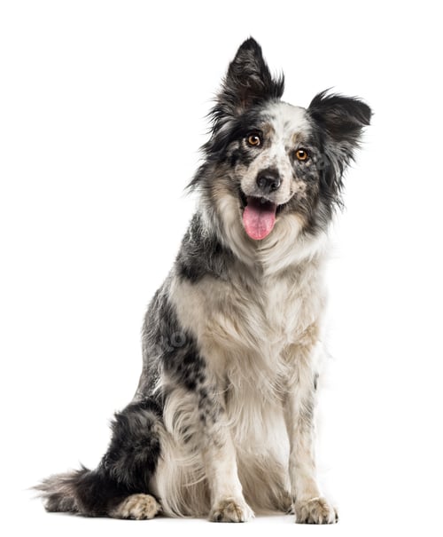 Preview: Border Collie sitting in front of a white background