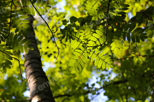 Preview: Fresh green leaves of rowan tree lit by the sun