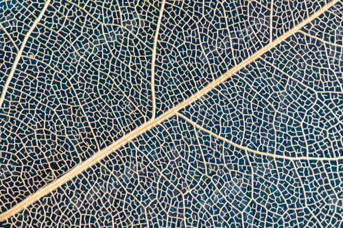 Preview: macro photography, natural plant background in the form of a skeletonized leaf of light beige color