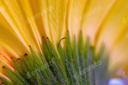 Preview: Gerber daisy