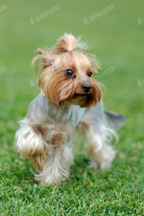 Preview: Yorkshire Terrier dog