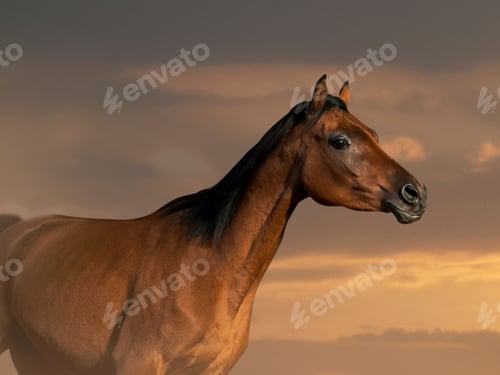 Preview: arabian, horse, mare, stallion, riding