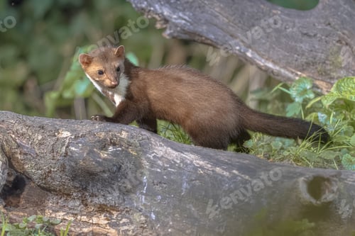 Preview: Pine marten on trunk in forest at night