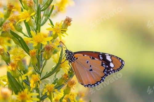 Preview: Sultan butterfly on plant ; Danaus chrysippus butterfly