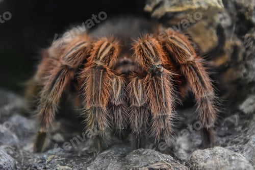 Preview: Chilean pink tarantula (Grammostola rosea) spider is perched on top of a rock near a small toad