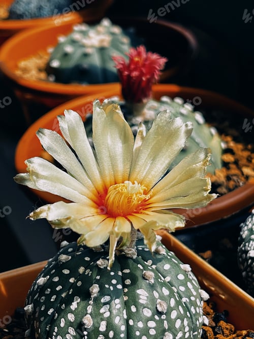 Preview: Cactus flower Astrophytum asterias. Small cactus collection succulent plant in mini pots.
