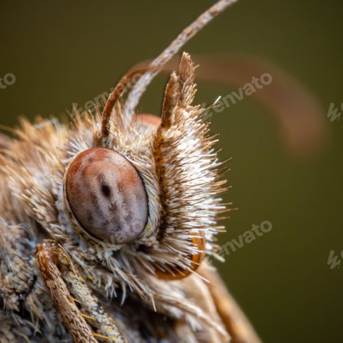 Preview: Macro view of a moth's eye and antennae